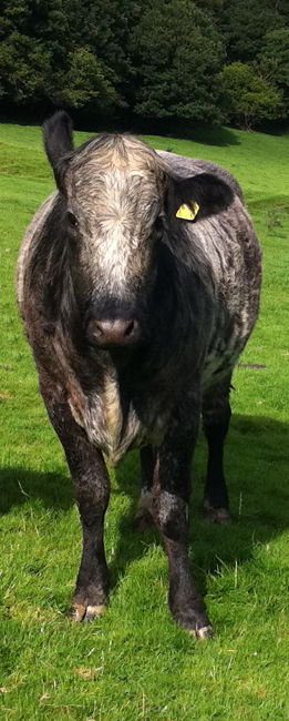 Cow