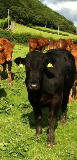 Beef Cattle