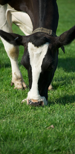 Dairy Cattle