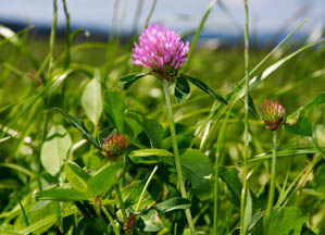 Grasses