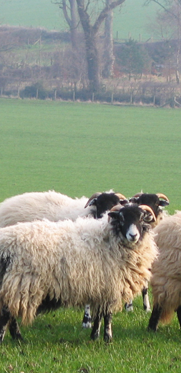 Sheep