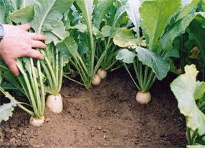 Turnips