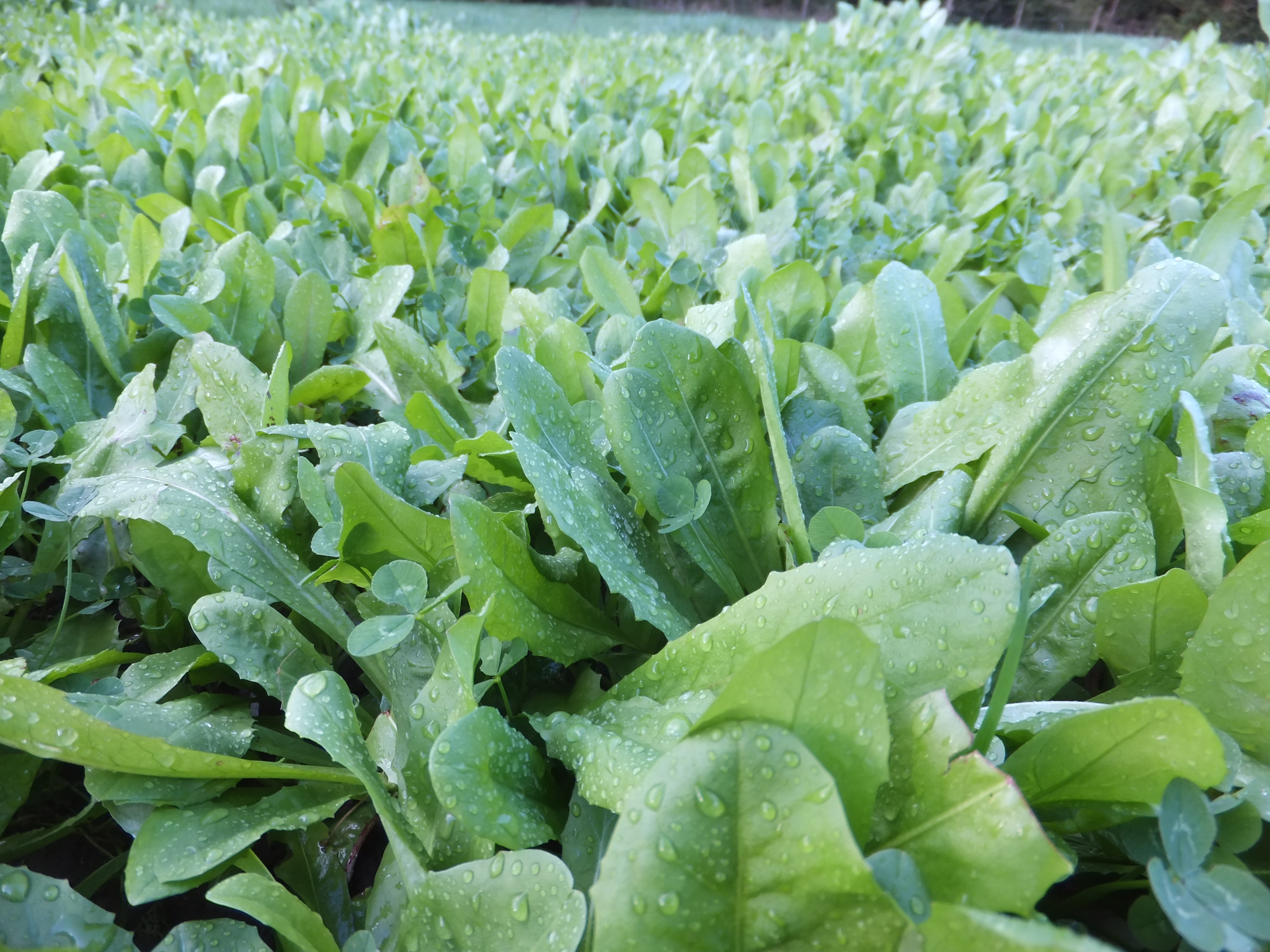 Forage chicory and plantain included in the Lambtastic mixture Forage chicory and plantain included in the Lambtastic mixture