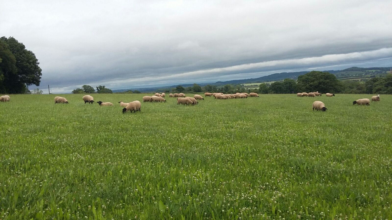 Yearling tups grazing Lambtastic Yearling tups grazing Lambtastic